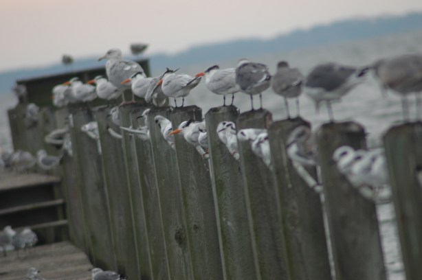 Birds of a feather, flock together